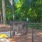 Dog Park at Avana Uptown apartments in Atlanta, GA